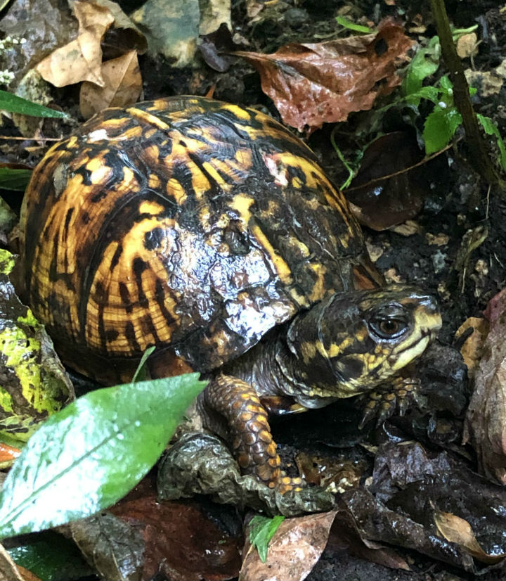 Eastern Box Turtle